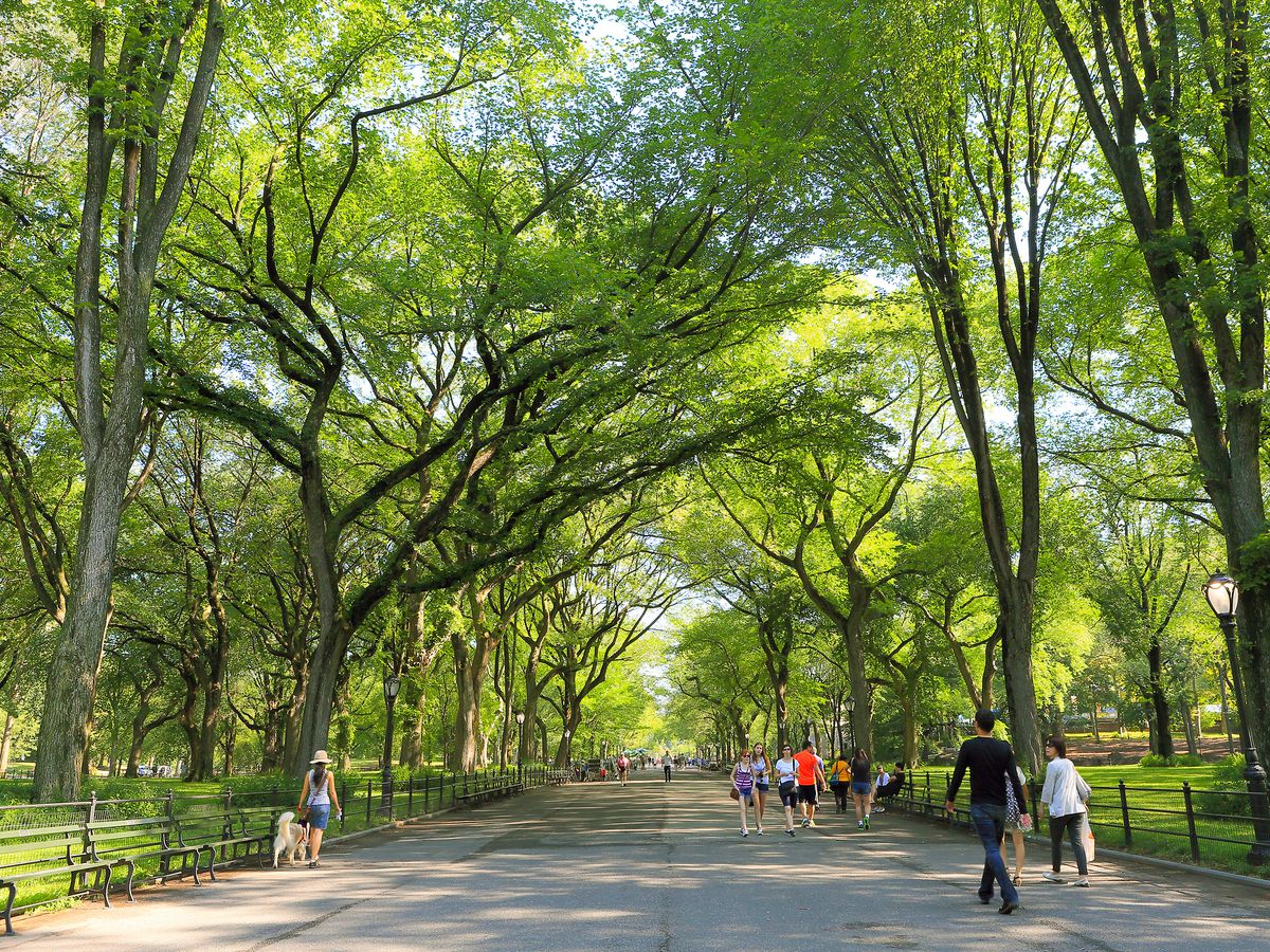 central park walk club hoka halfdays nyc october.jpg